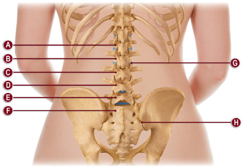 Petite Lumbosacral Support